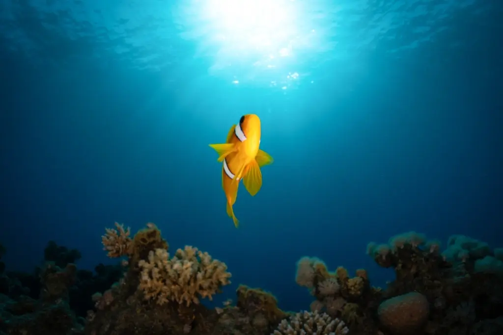 Anemonefish in Egypt