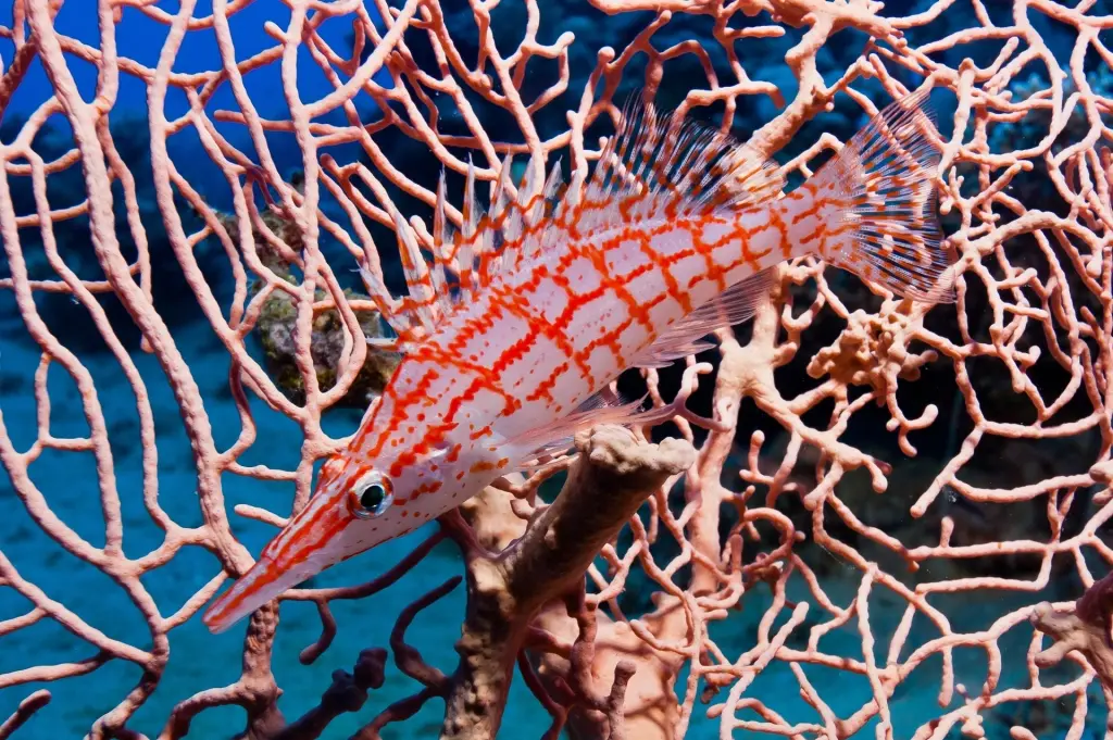 Longnose hawkfish in gorgonian sea fan in Egypt