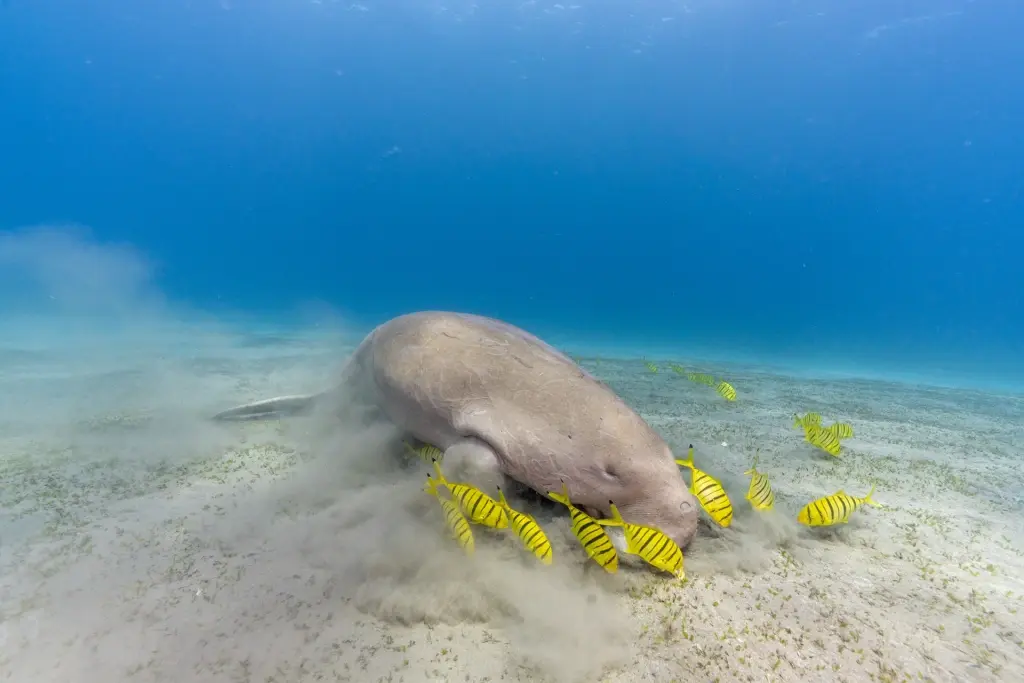 Dugong in Marsa Alam, Egypt