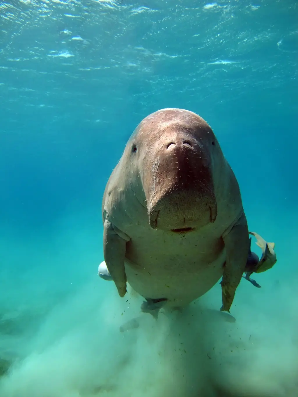 Dugong in Marsa Alam, Egypt