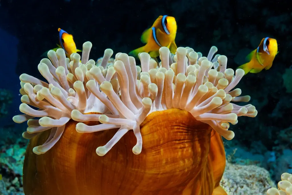 Anemone & clown fish in Egypt