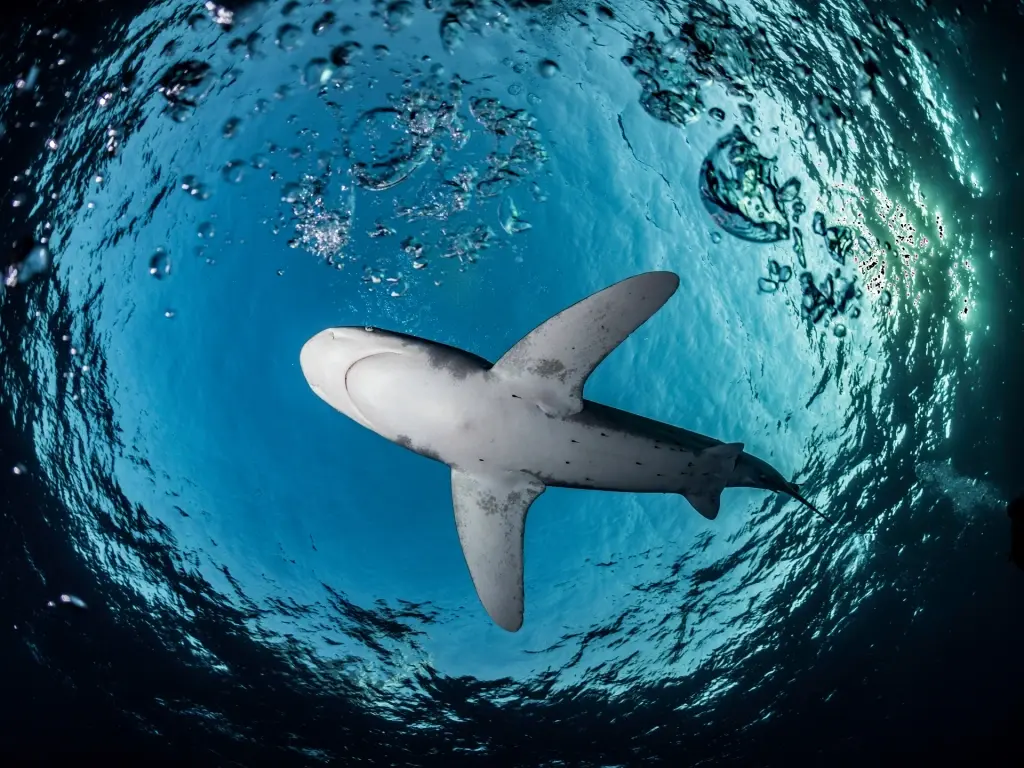 Oceanic white-tip shark in Egypt