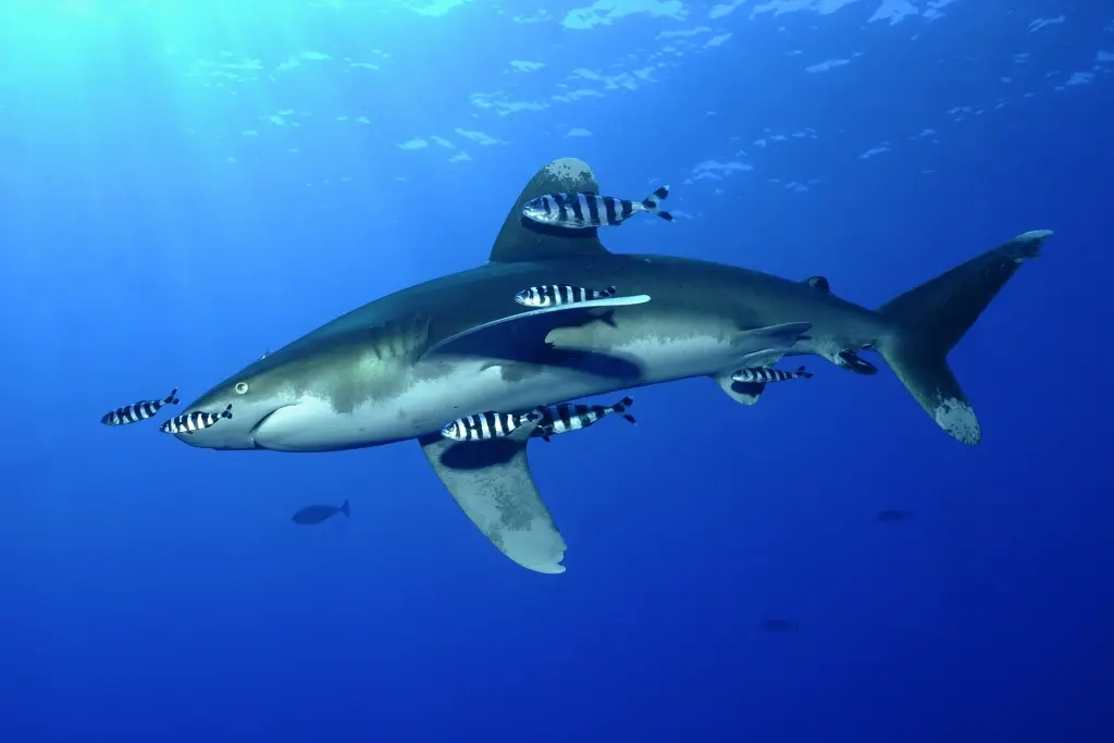 Oceanic white-tip shark in Egypt