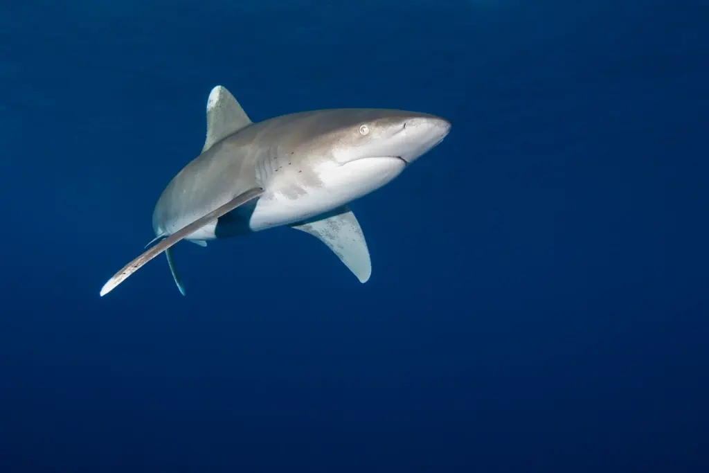 Oceanic white-tip shark in Egypt