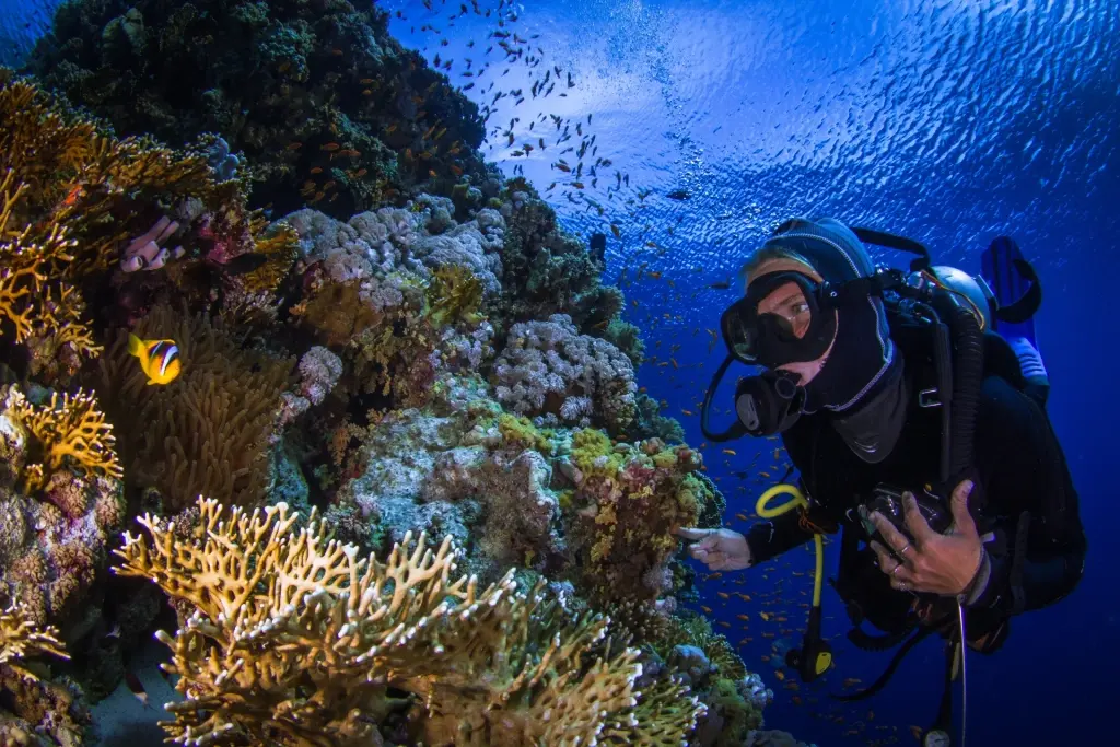 Diver & coral reef in Ras Mohamed National Park, Egypt