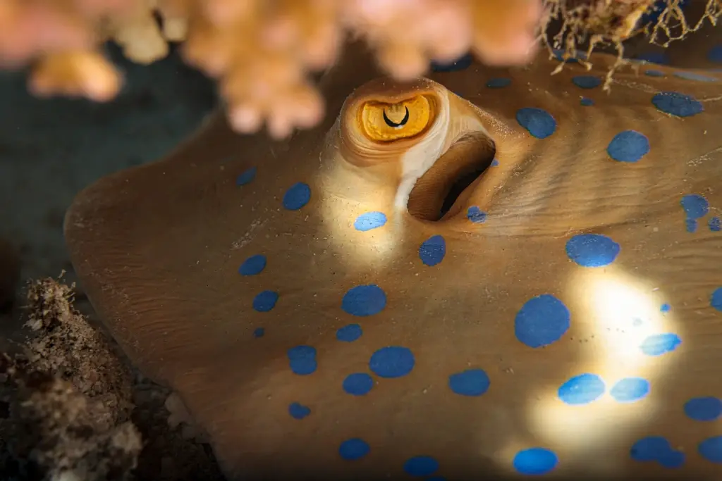 Blue-spotted stingray in Egypt