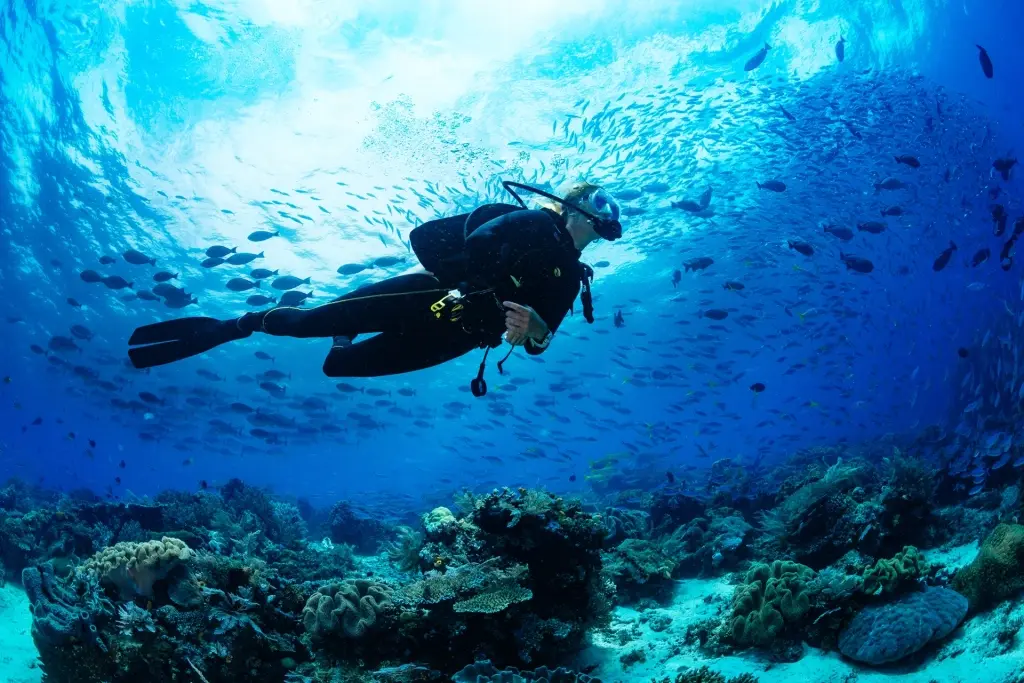Diver surrounded by fish in Egypt, the Red Sea