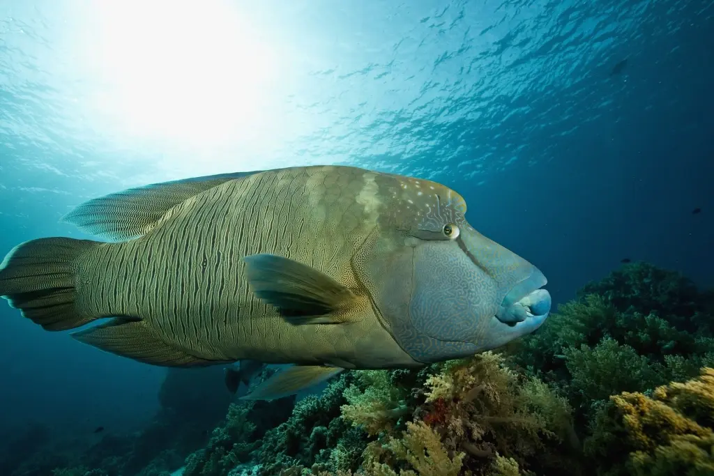 Napoleon wrasse in Egypt