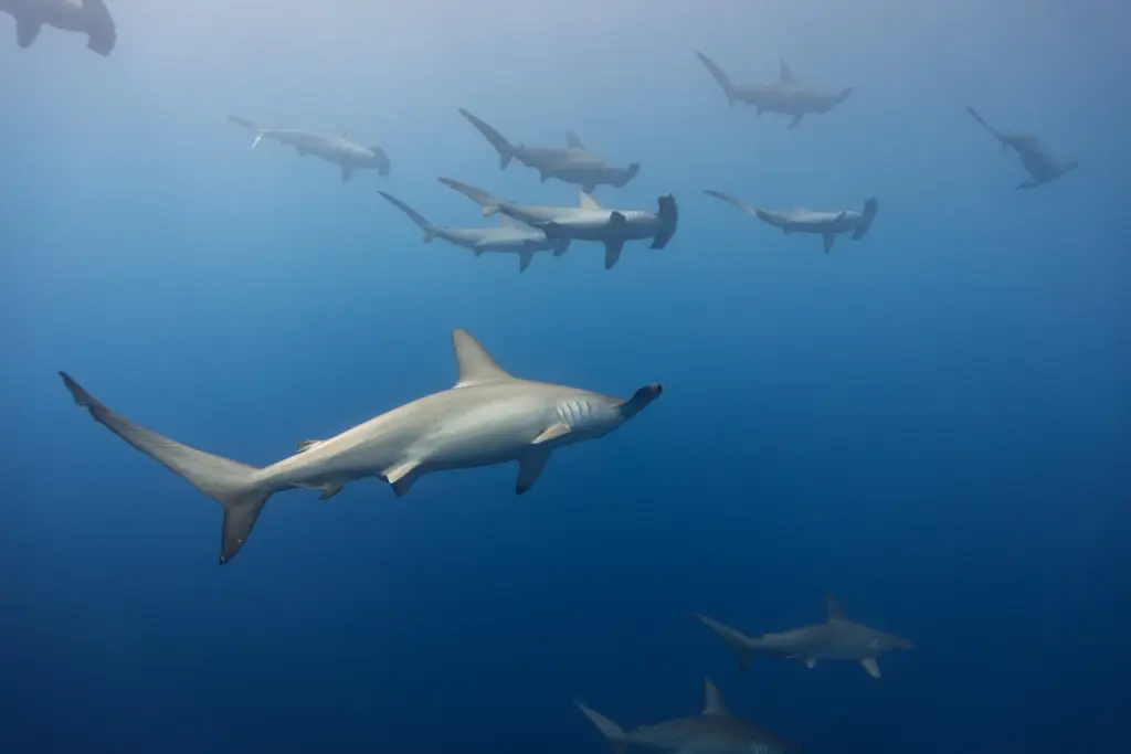 Scalloped hammerhead shark school
