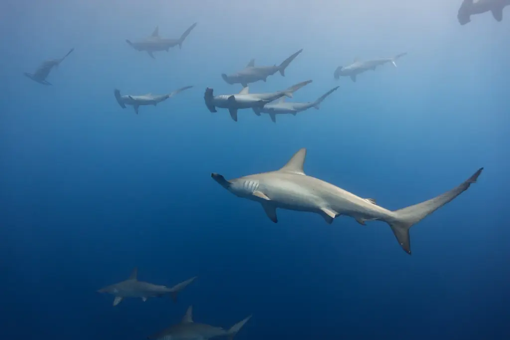 Schooling hammerheads in the Red Sea
