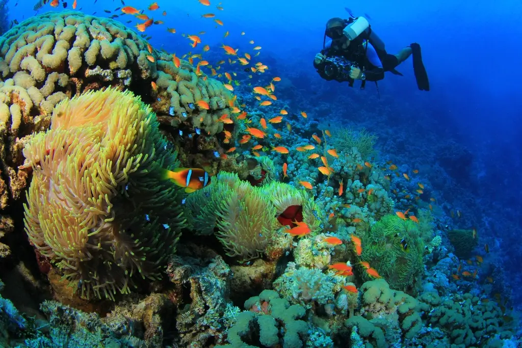 Underwater photographer in Sharm el Sheikh, Egypt