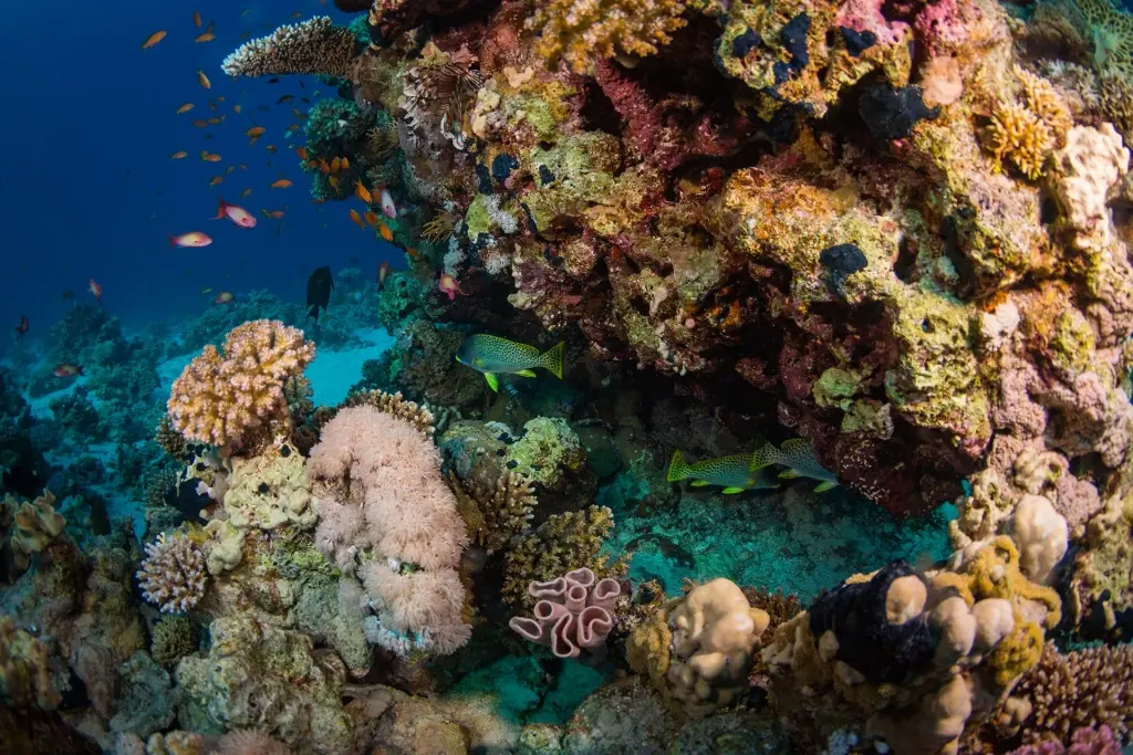 Coral reef & black-spotted sweetlips in Sharm el Sheikh, Egypt