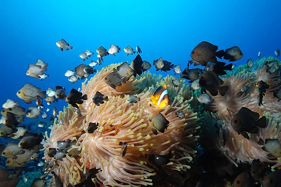 Anemonefish in Sharm el Sheikh, Egypt