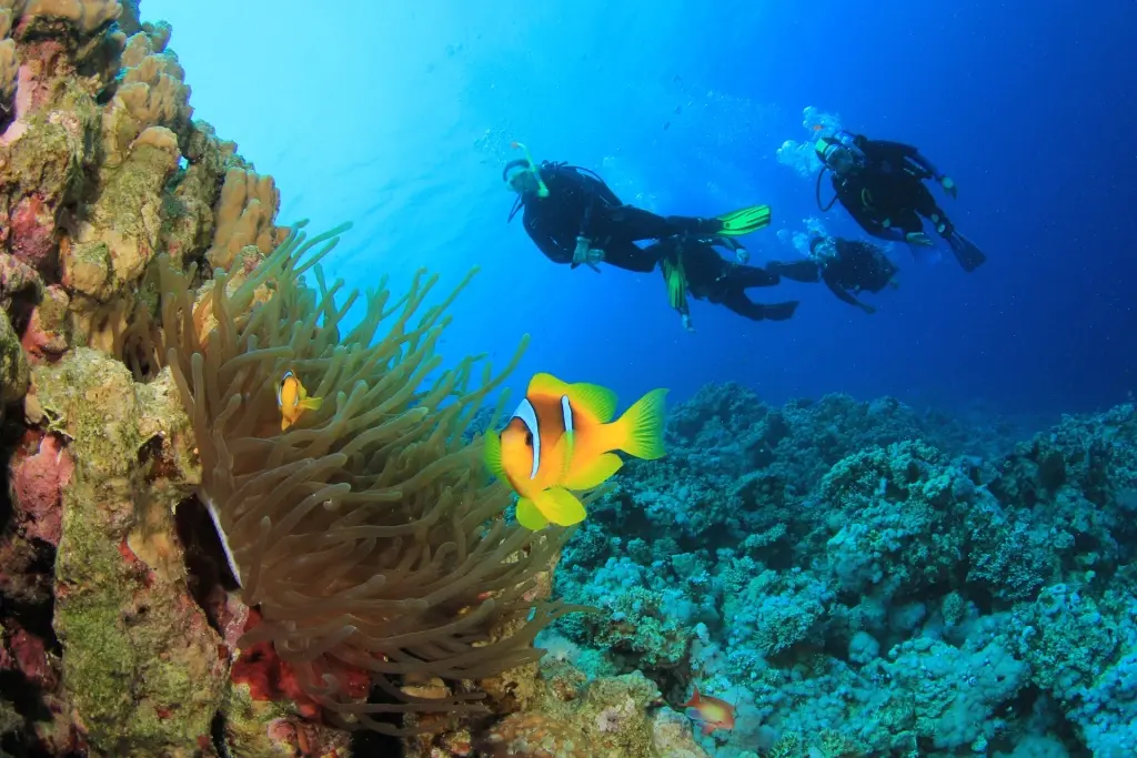 Diver and anemonefish in Sharm el Sheikh, Egypt