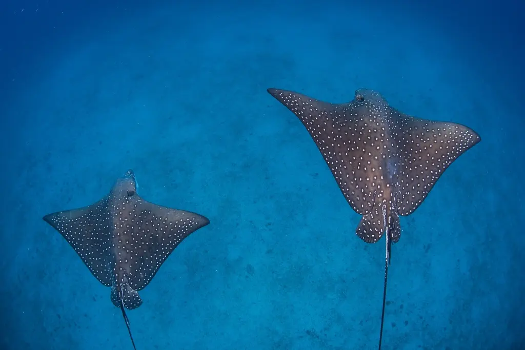 Pair of spotted eagle rays