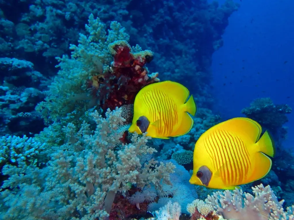 Masked butterflyfish in St Johns, Egypt