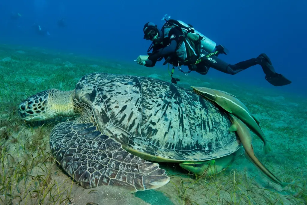 Turtle & diver in Egypt