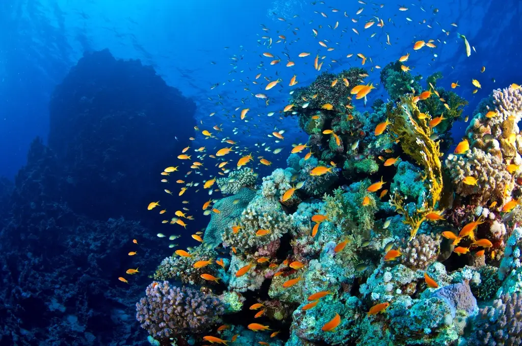 Anthias & corals in the Red Sea