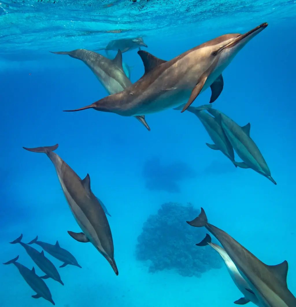 Dolphin in Marsa Alam, Egypt