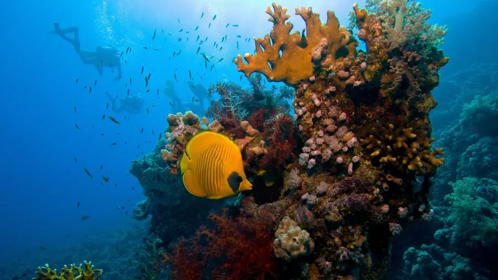 Masked butterfly fish in Ras Mohammed National Park, Red Sea, Egypt.