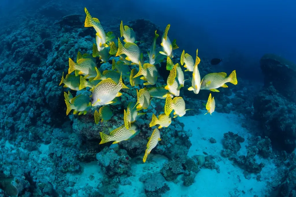 Coral reef shoal in Sudan