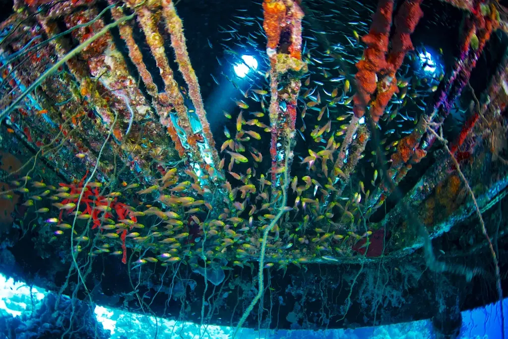 Wreck & coral reef in Sudan