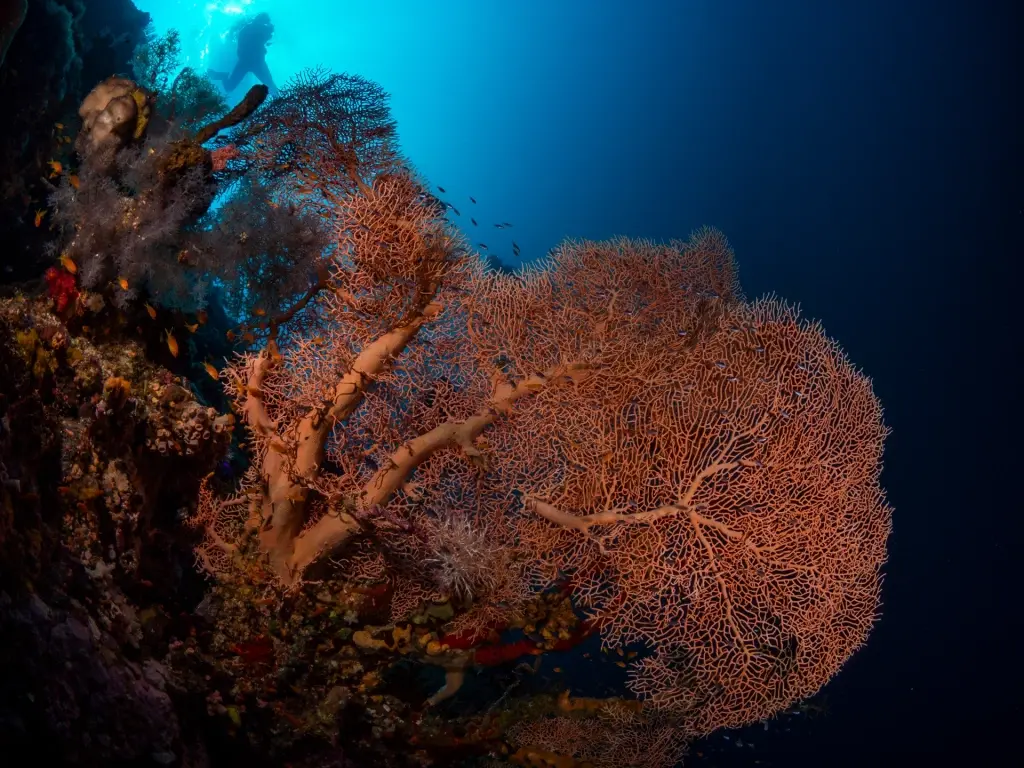 Coral sea fan in Sudan