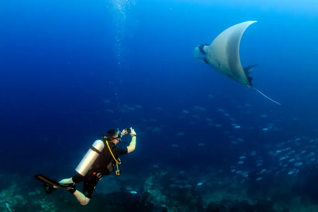 Scuba diver and oceanic manta ray