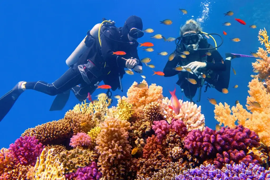 Scuba divers exploring a coral reef