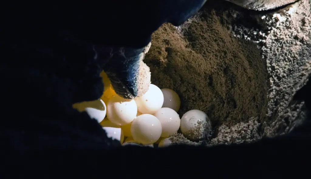 Turtle eggs