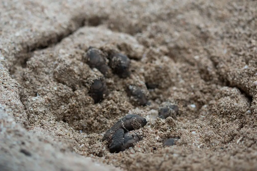 Turtle hatchlings