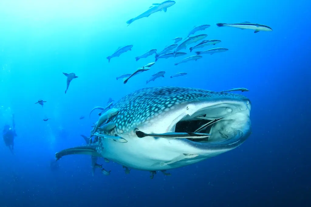 Whale shark with remora