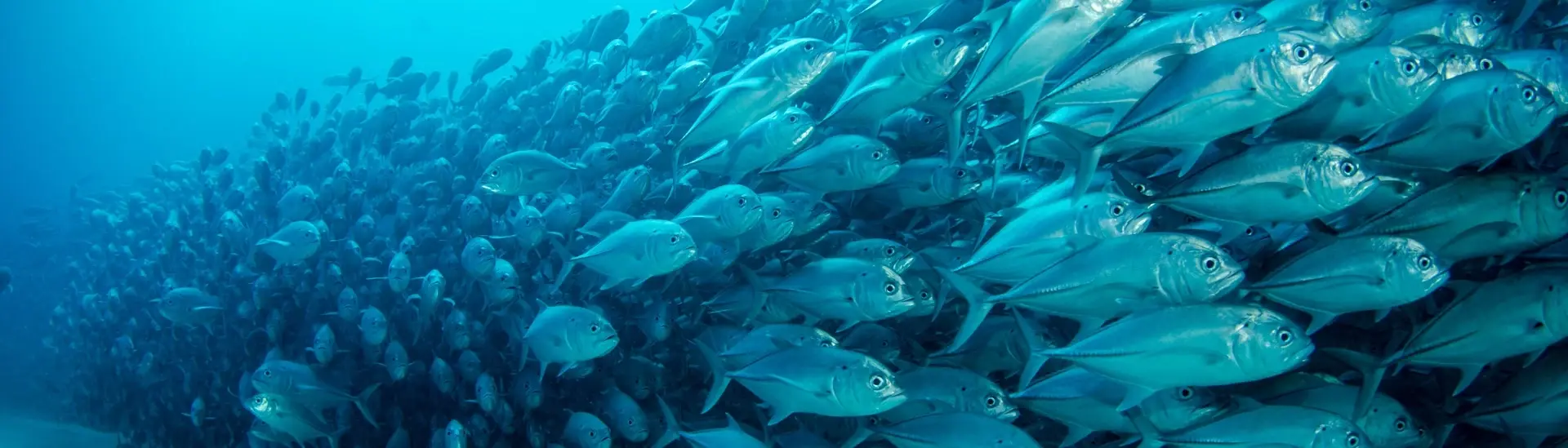 Big-eye trevally jack shoal in Mexico