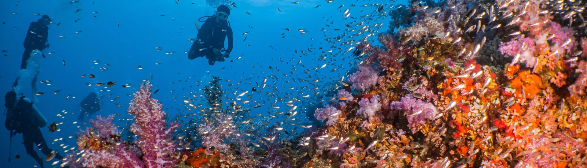 Coral reef & divers in the Similan Islands, Thailand