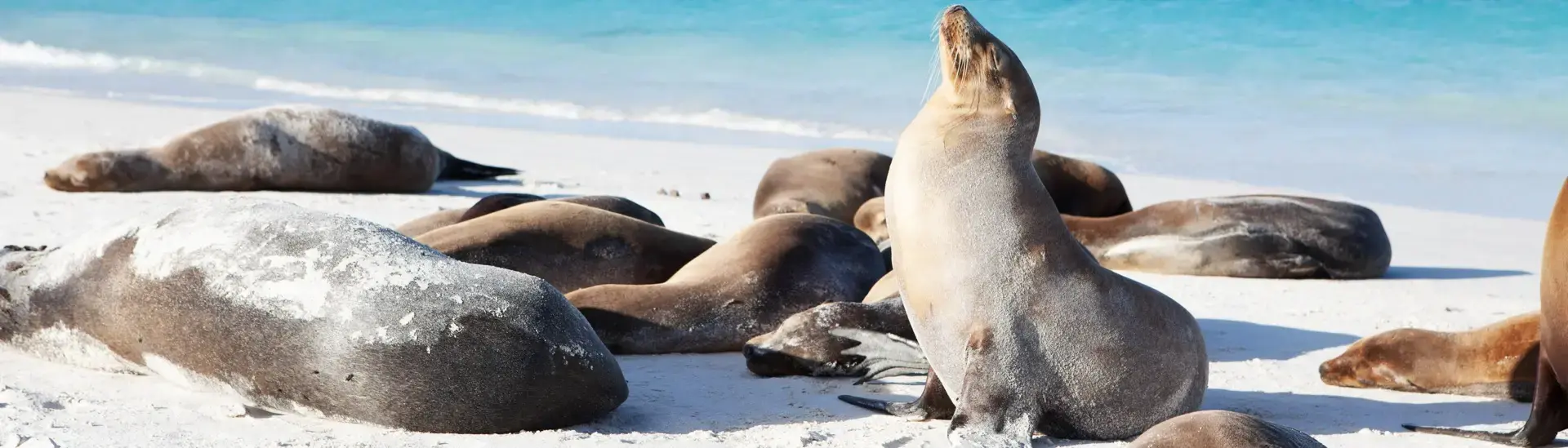 Galapagos sea lion in the Galapagos Islands