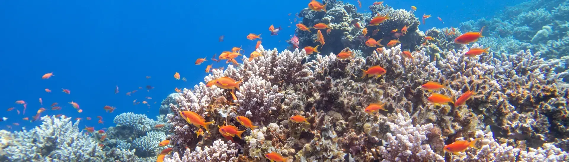 Coral reef & fish in Marsa Alam, Egypt
