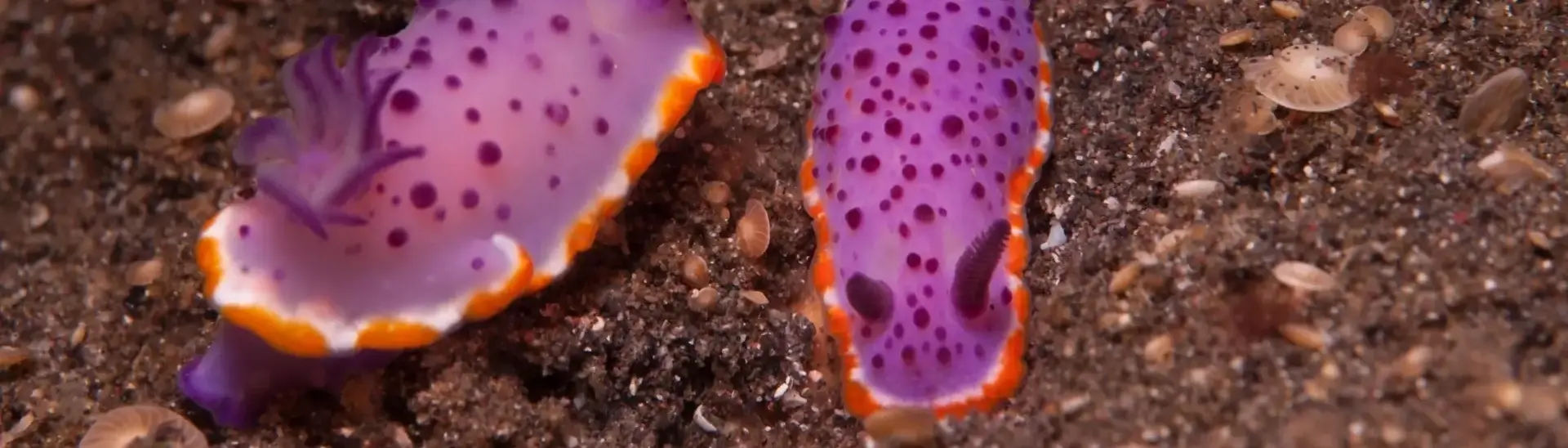 Pair of nudibranch