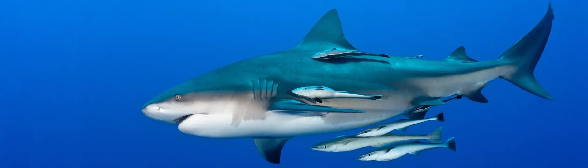 Bull shark & remora in Mozambique
