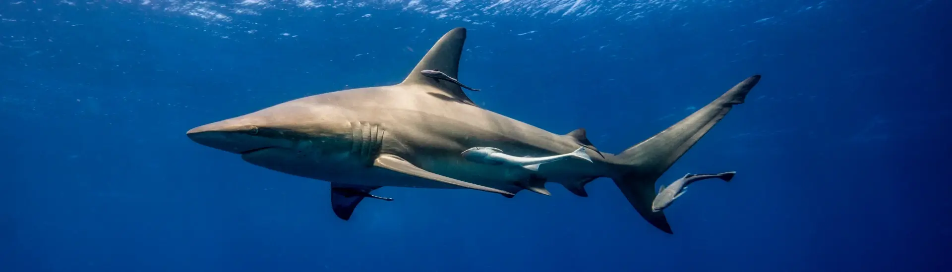 Shark in Aliwal Shoal, South Africa