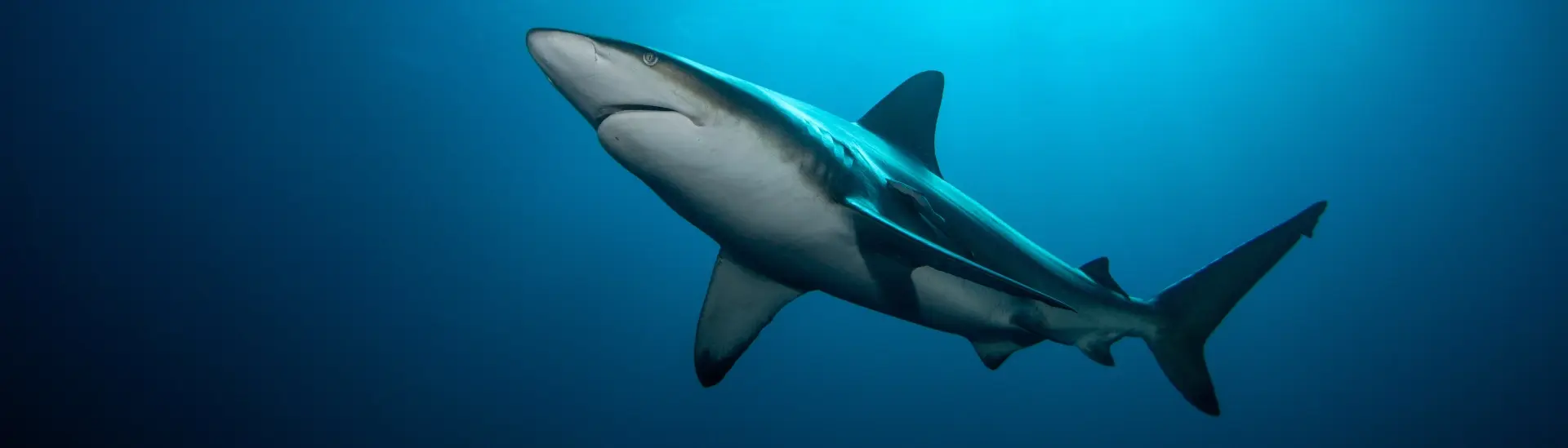 Black-tip reef shark in South Africa