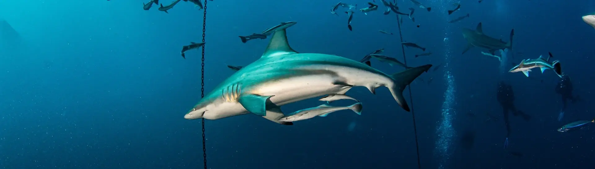Oceanic black-tip shark, divers & bait in South Africa