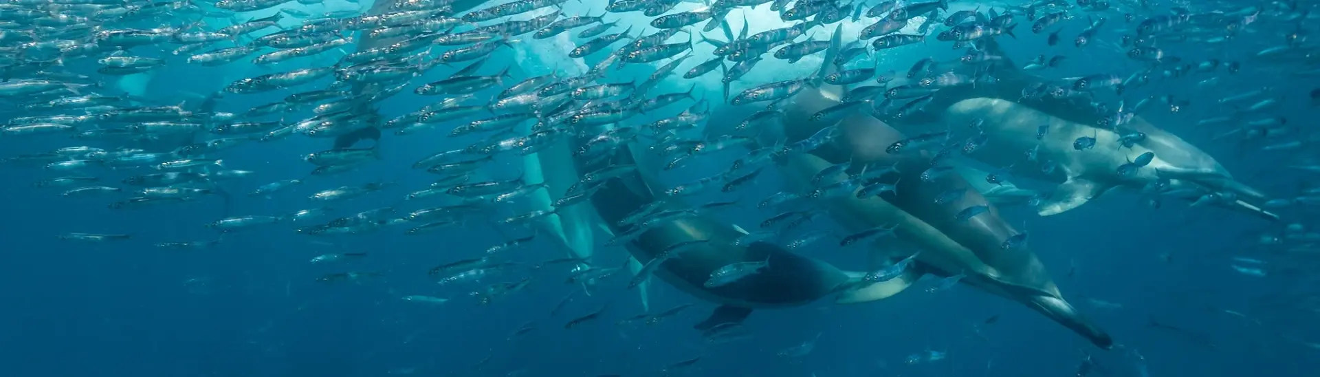 Common dolphins & sardine baitball in South Africa during the Sardine Run