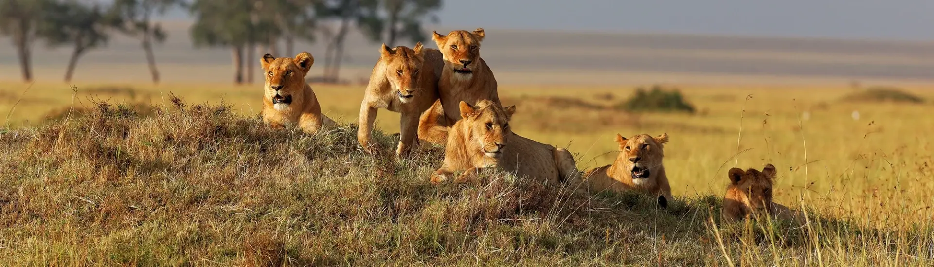 Lion pride in Tanzania, Africa