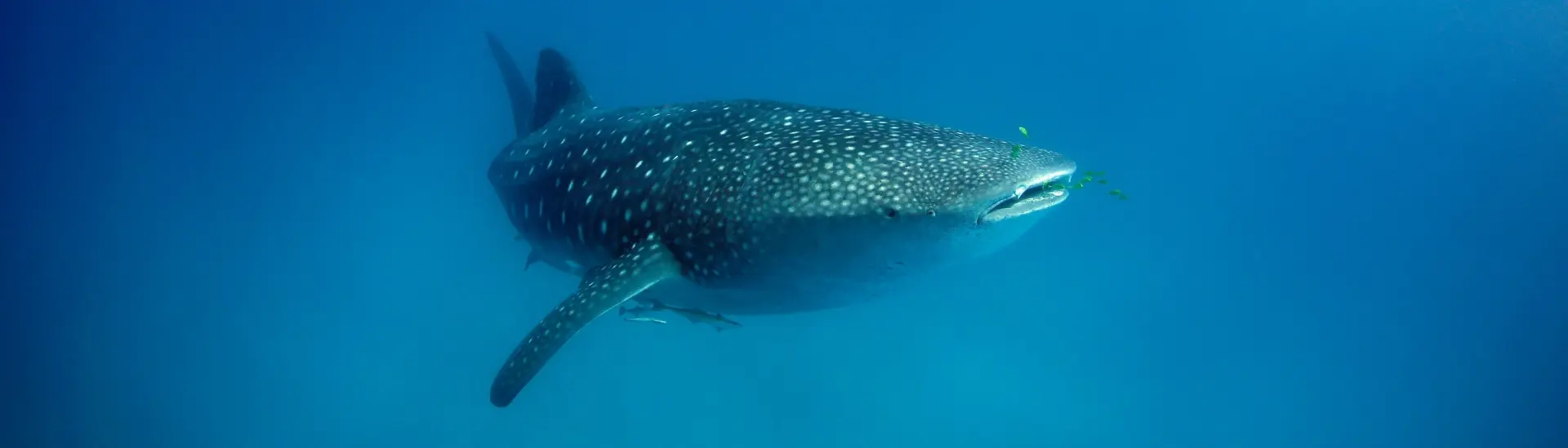 Whale shark in Mafia Island, Tanzania
