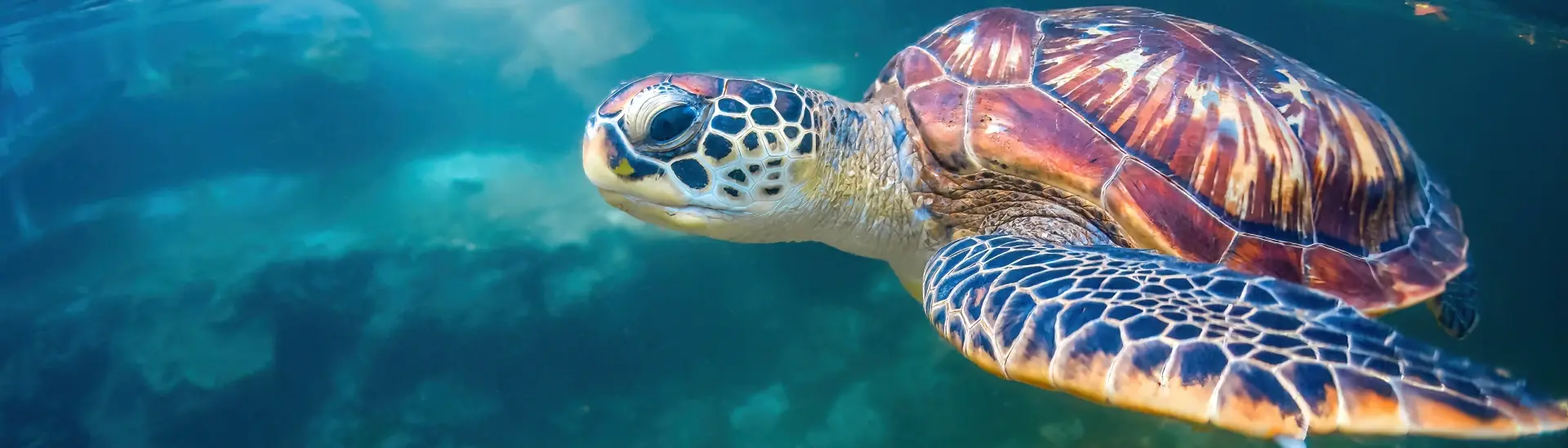 Green turtle in Pemba, Tanzania