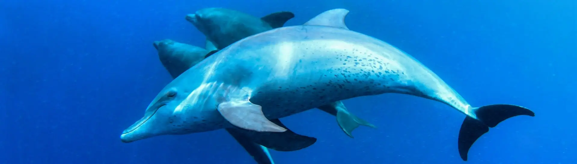 Bottlenose dolphin pod in Zanzibar, Tanzania