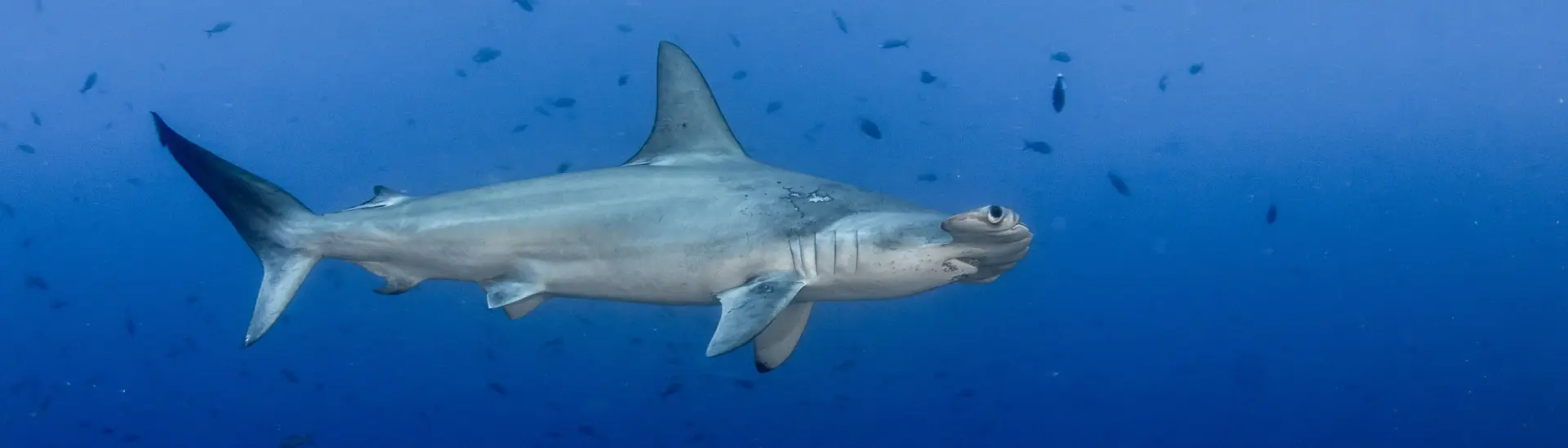 Hammerhead shark in Cocos island, Costa Rica