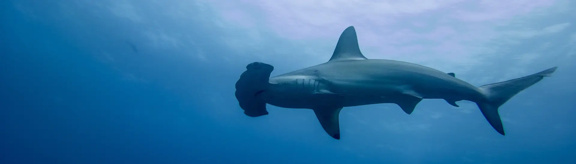 Hammerhead shark in Cocos Island, Costa Rica