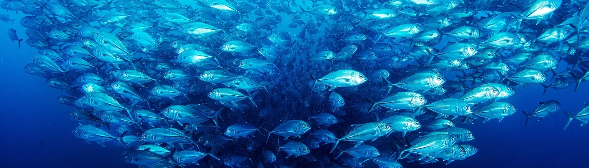 Jack fish in Cocos Island, Costa Rica
