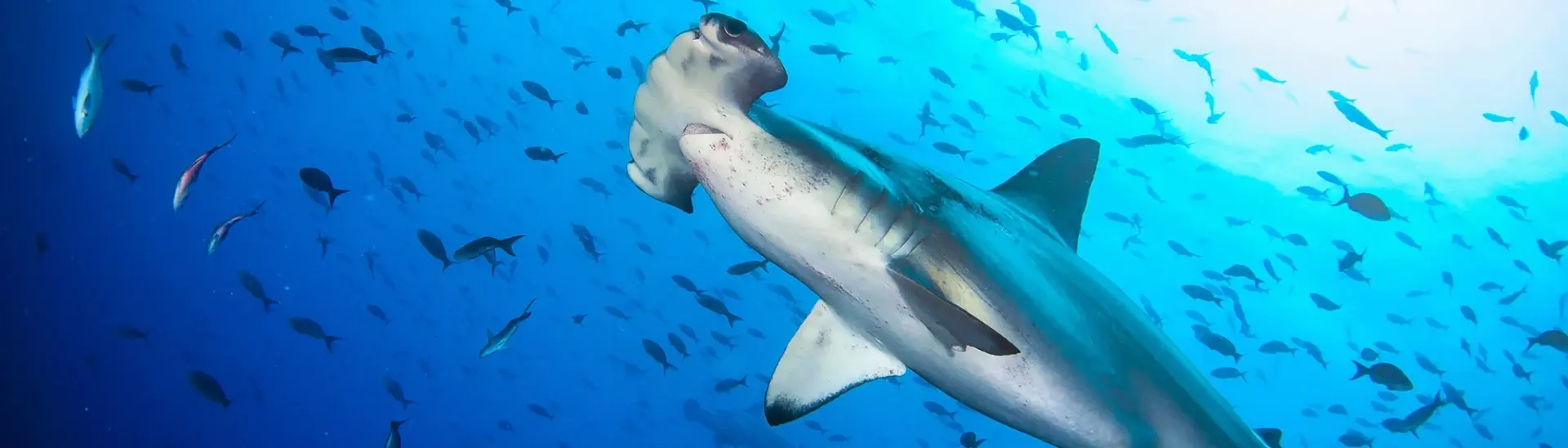 Hammerhead shark in the Galapagos Islands